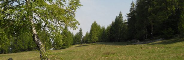 Giovera (sc’vèera)